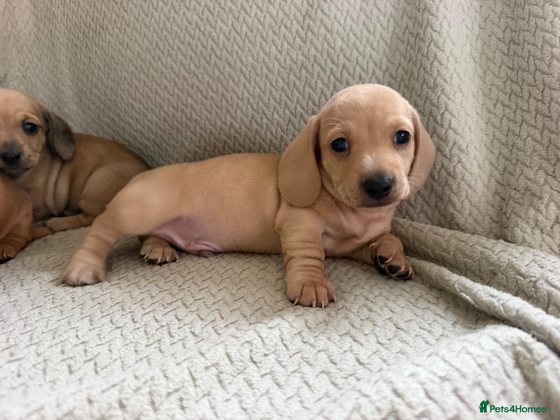 Miniature Dachshund dogs KC red and cream smooth miniature dachshunds  - Advert 1