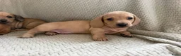 Miniature Dachshund dogs for sale: KC red and cream smooth miniature dachshunds  - Advert 1