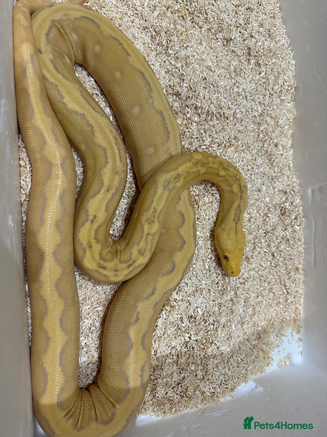 Python Snake reptiles for sale: Purple Sunfire Phantom Retic - Advert 3