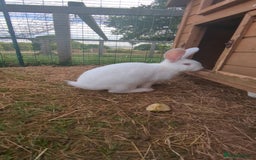 New Zealand rabbits for sale: 🐰 New Zealand White Rabbits – Friendly, Healthy🐰 - Image 9