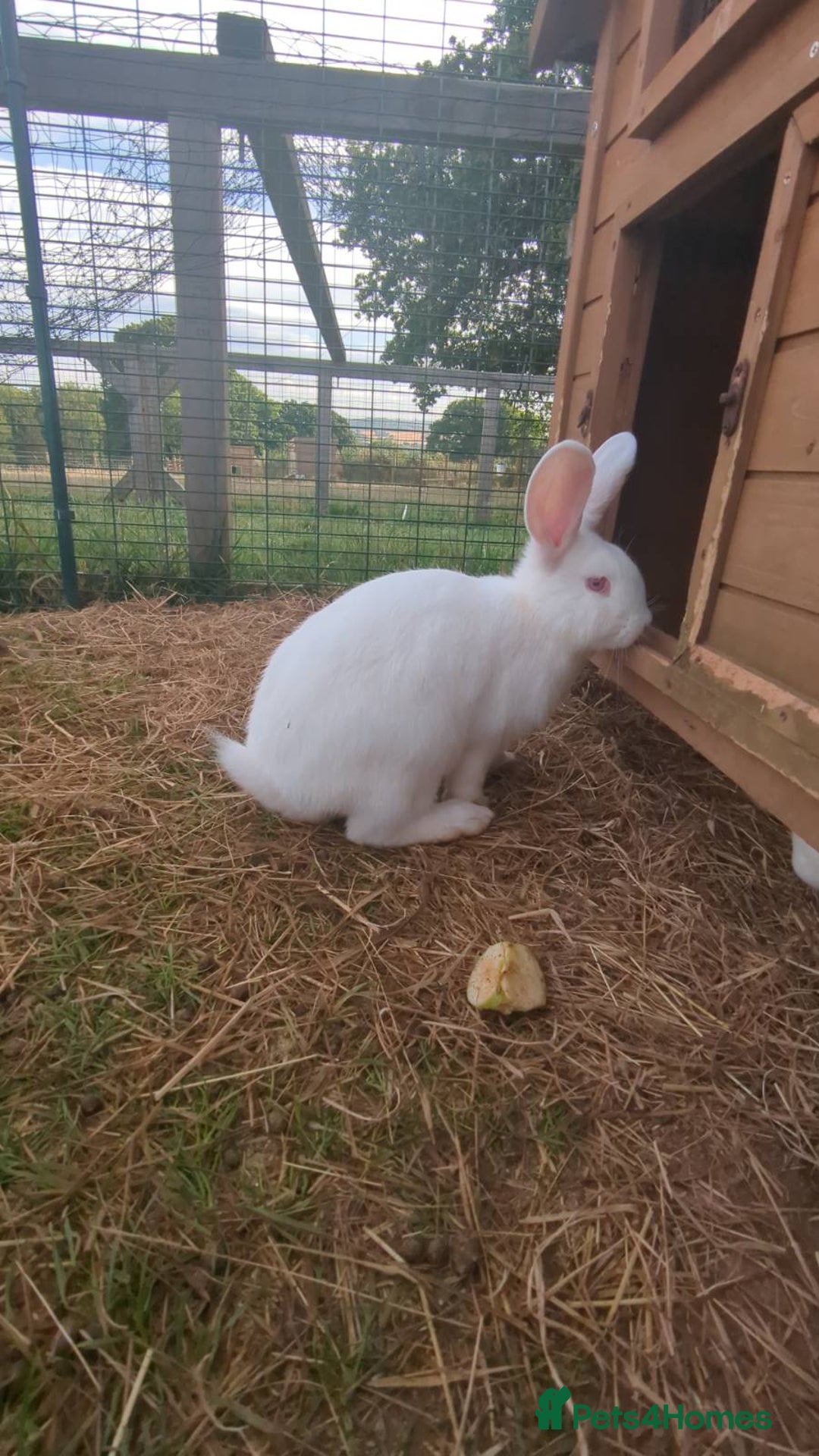 New Zealand rabbits for sale: 🐰 New Zealand White Rabbits – Friendly, Healthy🐰 - Image 9