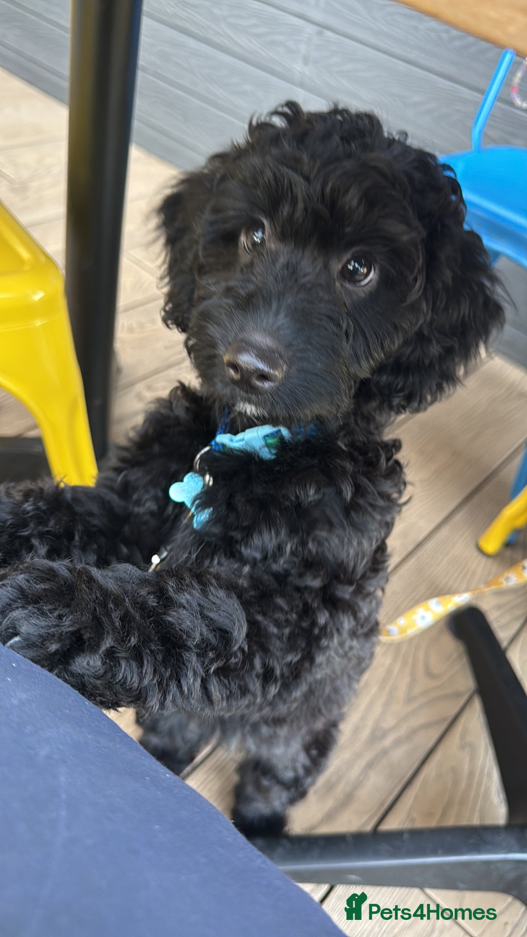 Cockapoo dogs for sale: Ronnie the cockapoo - Image 4