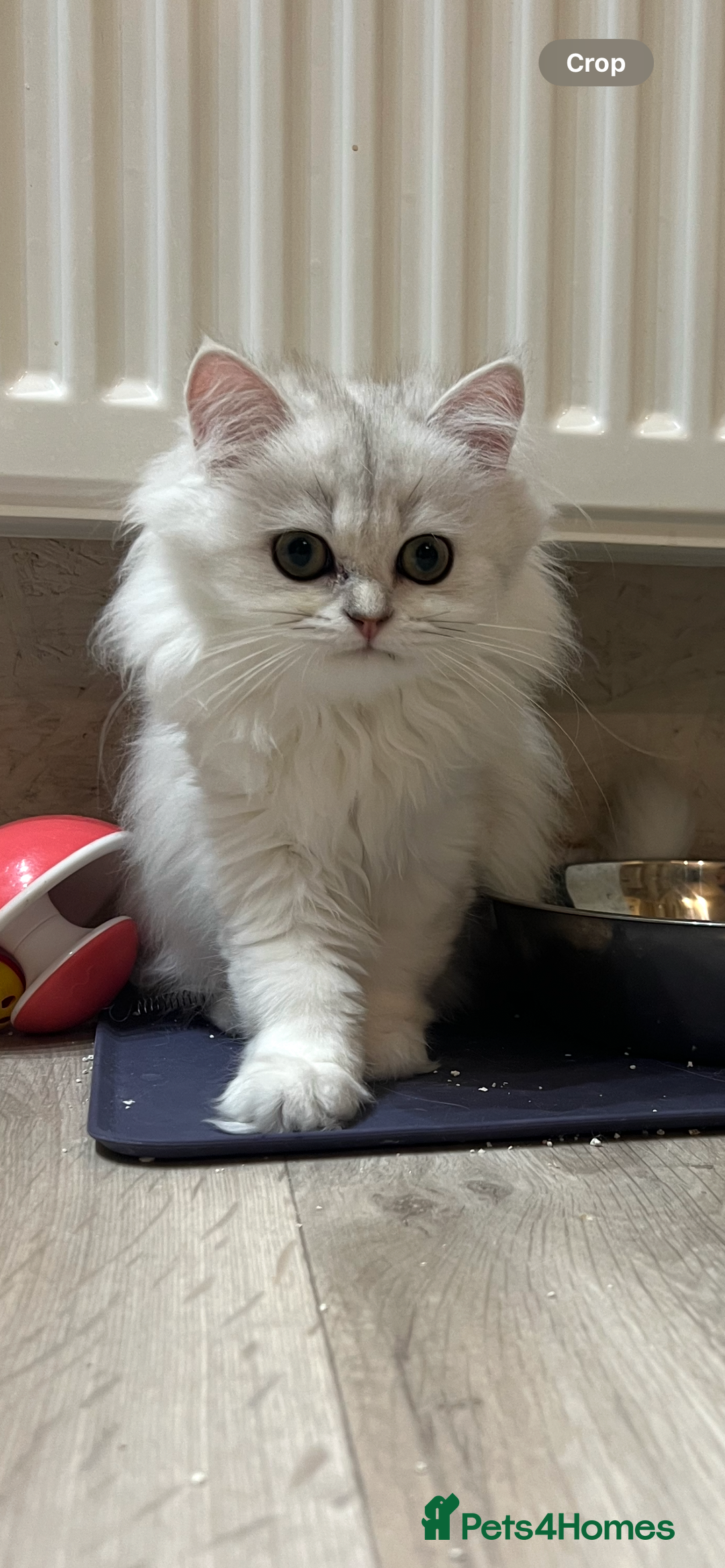 Scottish Fold cats for sale: Scottish Kittens – Fold & Straight – Ready Now - Image 21