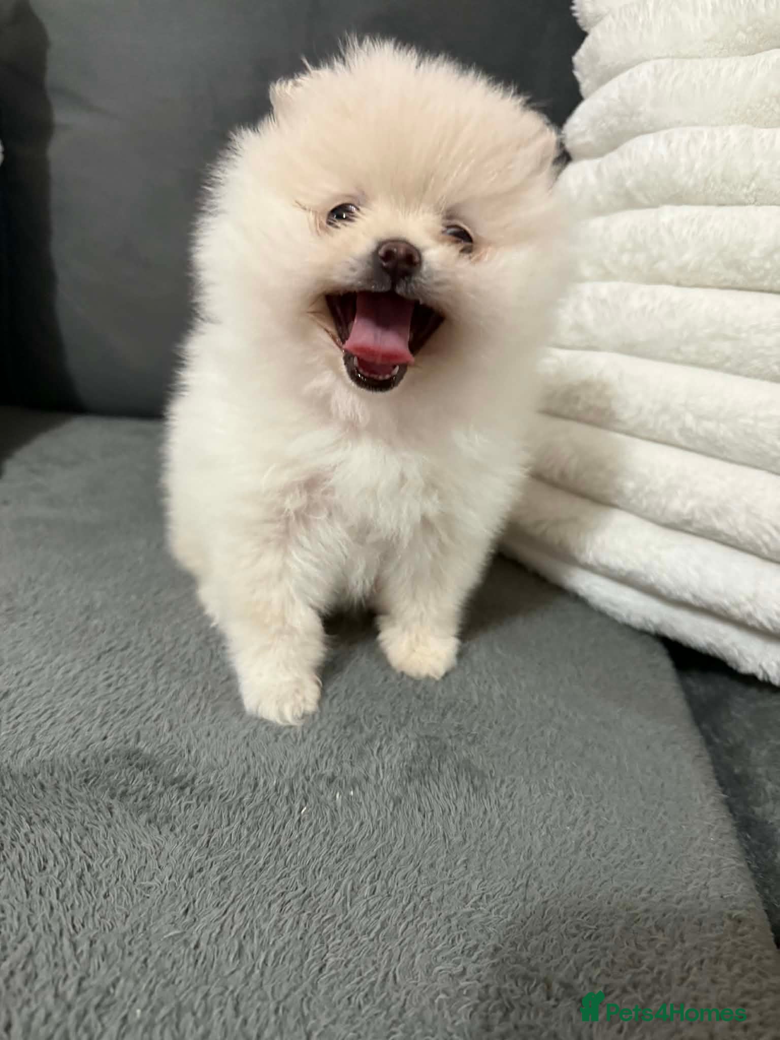 Pomeranian dogs White Pomeranian girl puppy - Advert 7