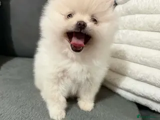 Pomeranian dogs White Pomeranian girl puppy - Advert 5