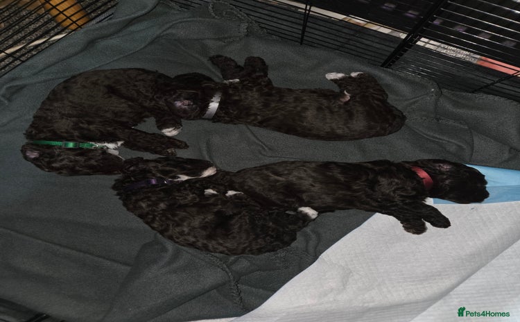 Cockapoo dogs - Advert 4