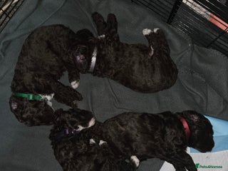 Cockapoo dogs - Advert 11