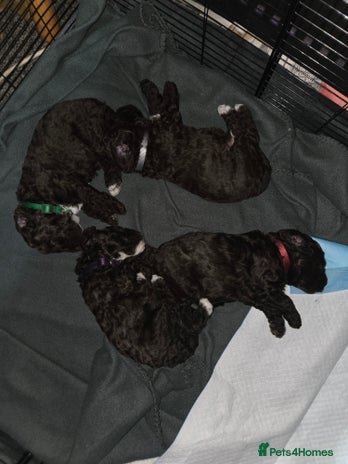 Cockapoo dogs - Advert 4