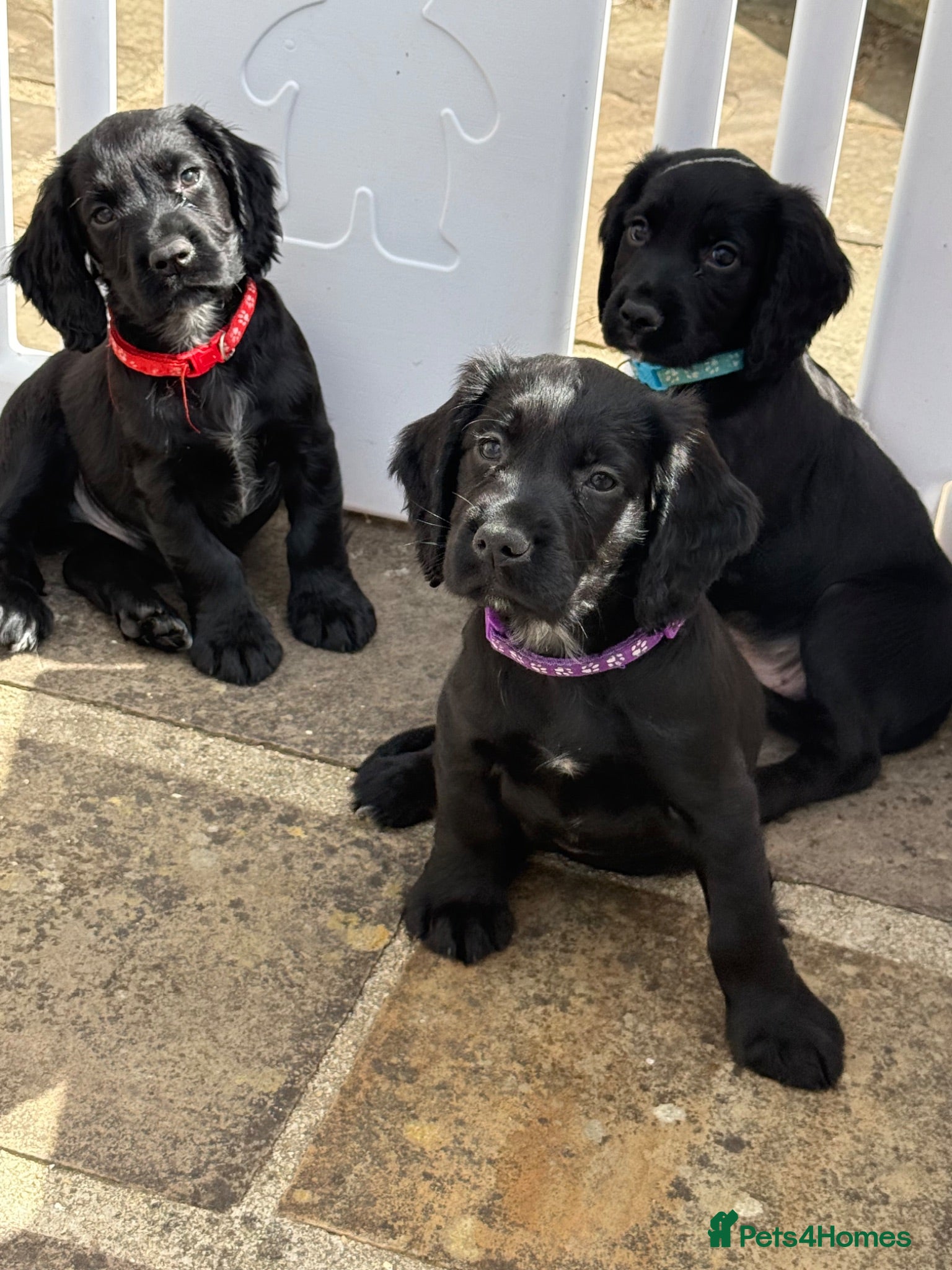 Cocker Spaniel dogs Cocker spaniel puppies - Advert 1