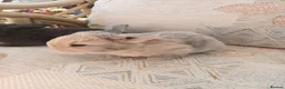 Netherland Dwarf rabbits for sale: Netherland dwarfs - Advert 9