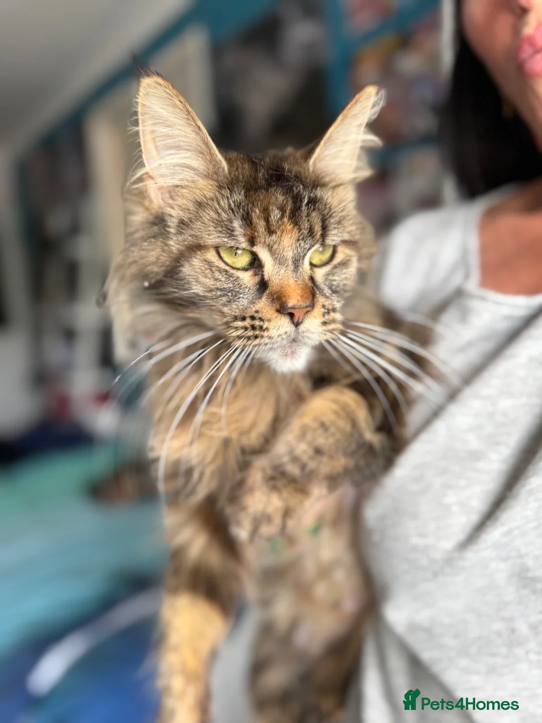 Maine Coon cats for sale: GCCF Health tested Tortie Maine Coon  - Advert 5