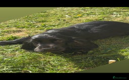 Cocker Spaniel dogs for sale: Stunning KC all black show cocker puppy - Image 5