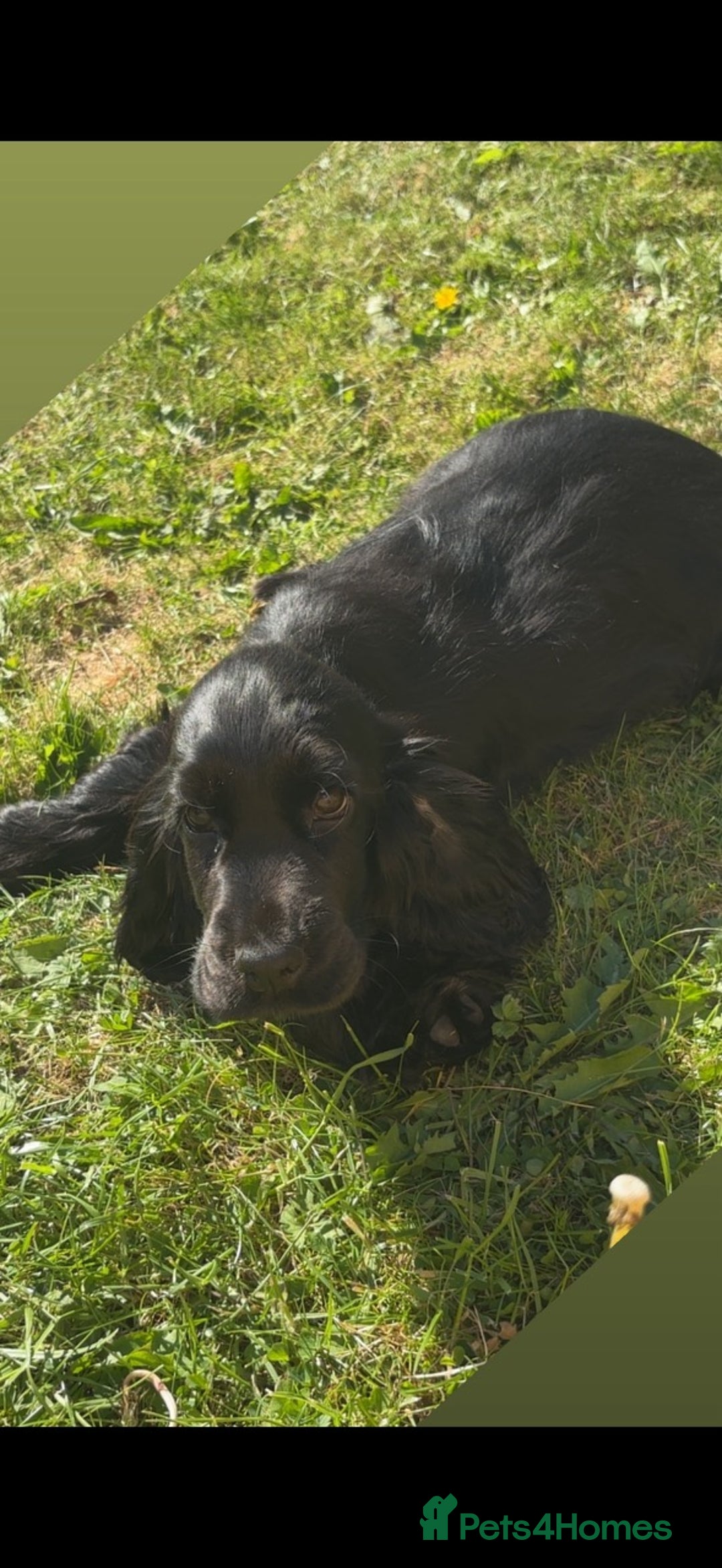 Cocker Spaniel dogs for sale: Stunning KC all black show cocker puppy - Image 5