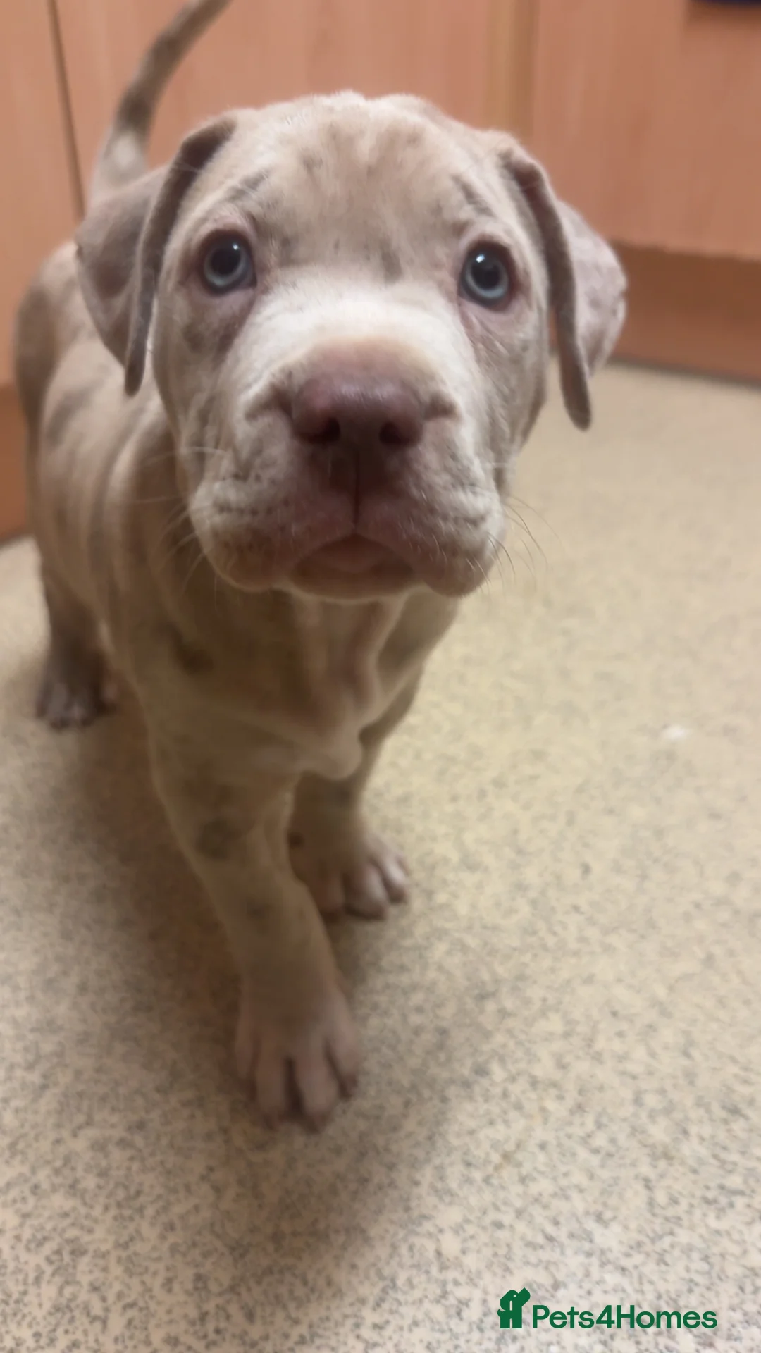 Mixed Breed dogs for sale:  Large Bully-Type Puppies – Ready Soon - Advert 1