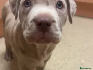 Mixed Breed dogs Large Bully-Type Puppies – Ready Soon - Advert 1