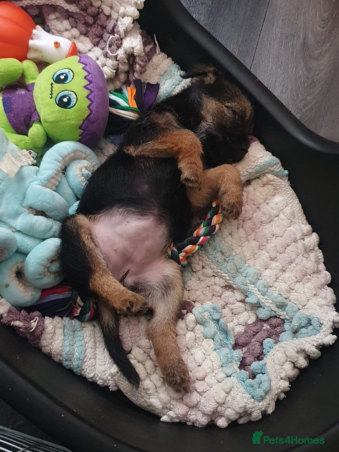 Border Terrier dogs for sale: Last little girl looking for her forever homes - Advert 6