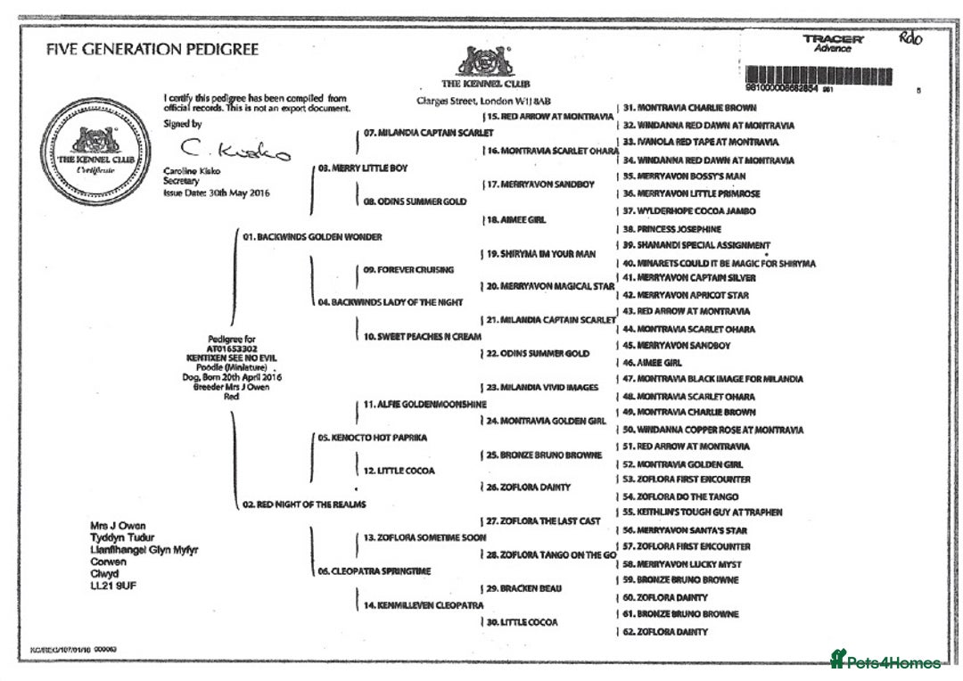 Miniature Poodle dogs for stud: KC health tested by 5* breeder / police K9 trainer - Advert 8