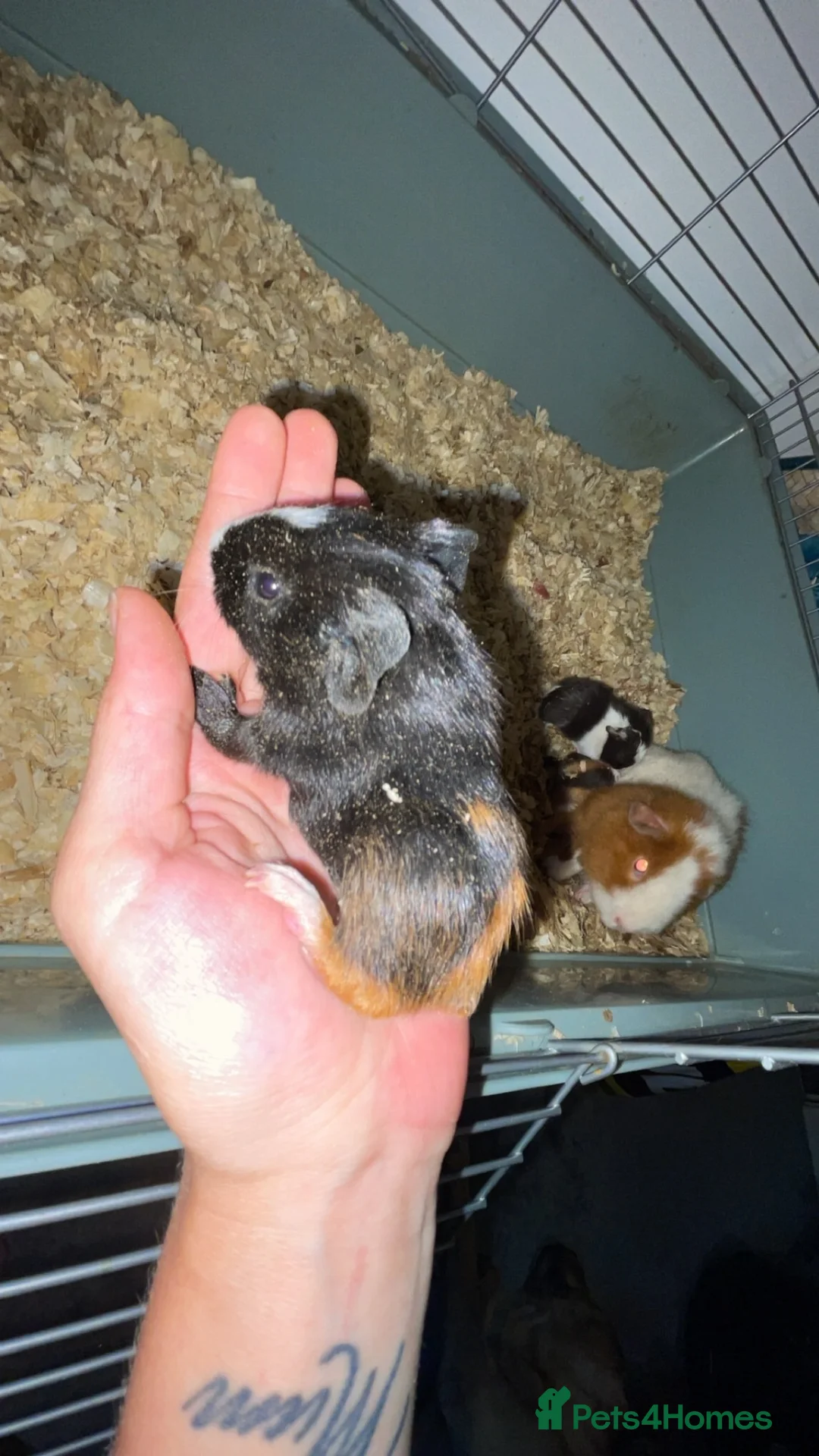 Guinea Pig rodents for sale: 2 baby sows needing forever homes - Advert 5