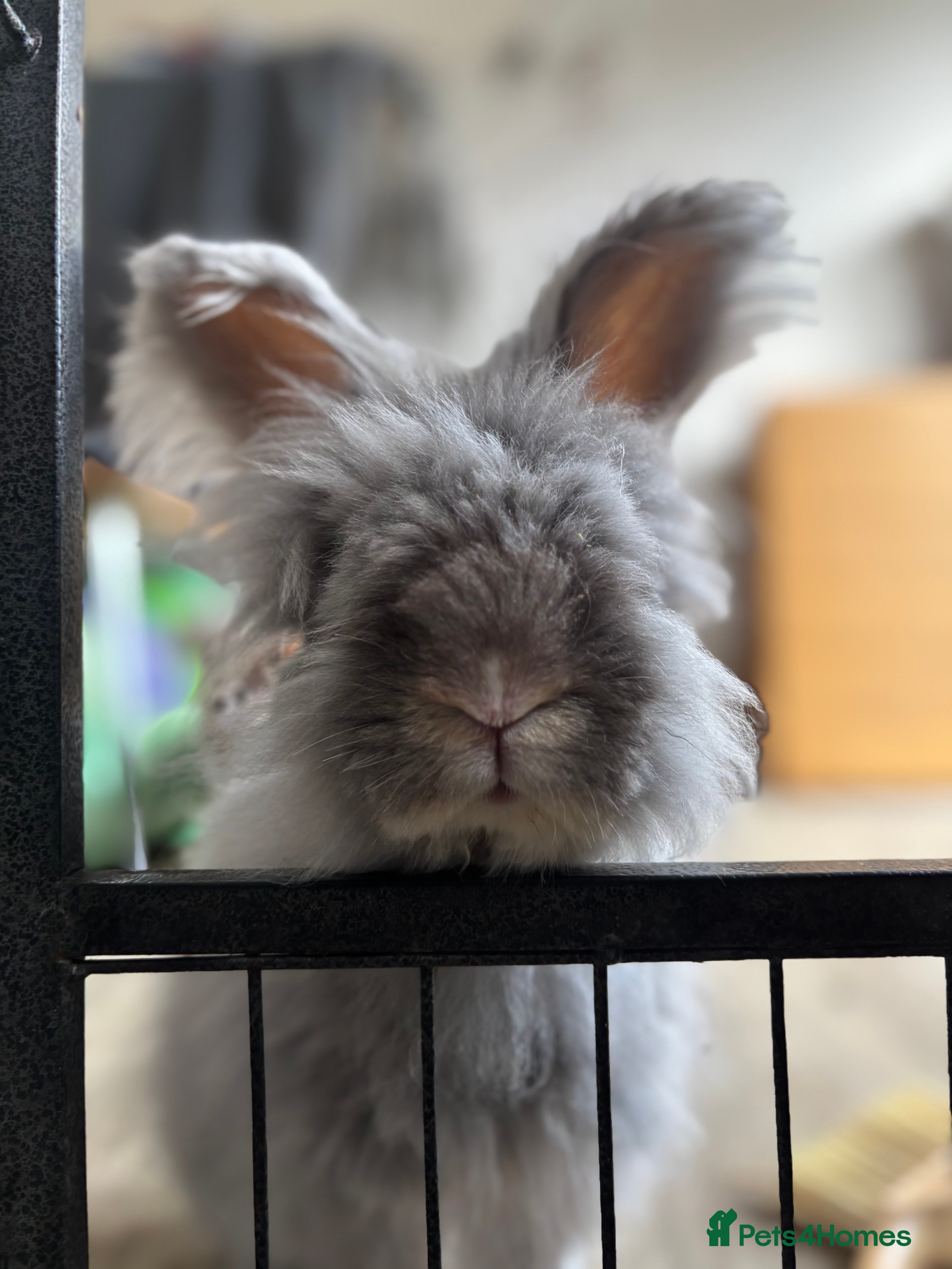 Angora rabbits Dudley - Advert 13