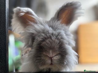 Angora rabbits Dudley - Advert 3