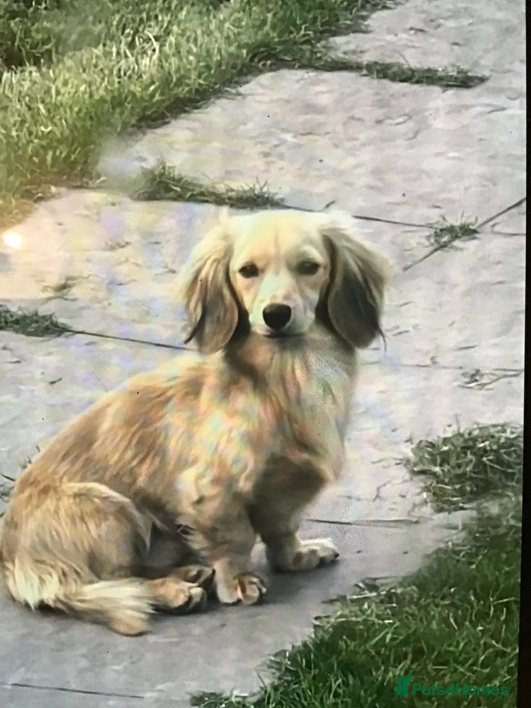 Miniature Dachshund dogs for stud: Cream longhair  - Advert 3
