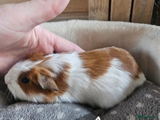 Guinea Pig rodents Baby boy guinea pigs ready now!! - Advert 15