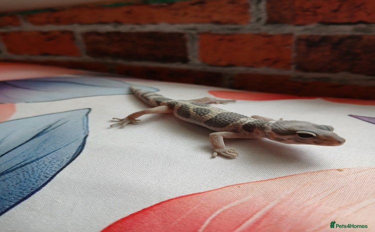 Leopard Gecko reptiles - Advert 9