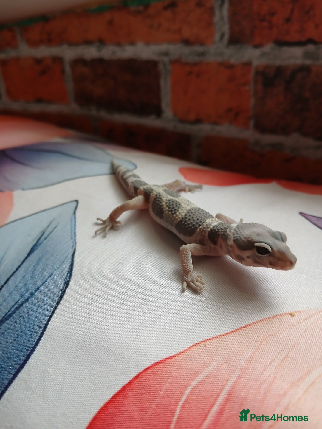 Leopard Gecko reptiles for sale: Leopard gecko for sale baby  - Image 1