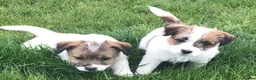 Jack Russell dogs for sale: 2 beautiful kc reg jack Russel terriers  in Brechin - Advert 4