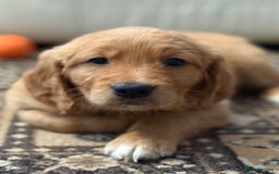 Golden Retriever dogs for sale: Dark Red Golden Retriever Pups Ready 1st November - Image 34