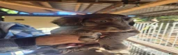 Sproodle dogs for sale: Chocolate Merle Sproodles - Advert 15