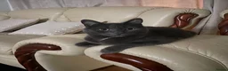 Russian Blue cats for sale: Pluto in London - Advert 7