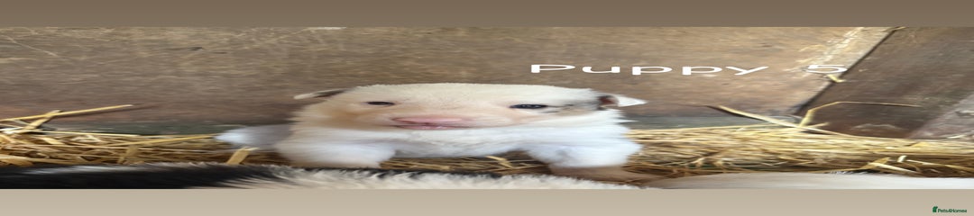 Border Collie Puppy 5