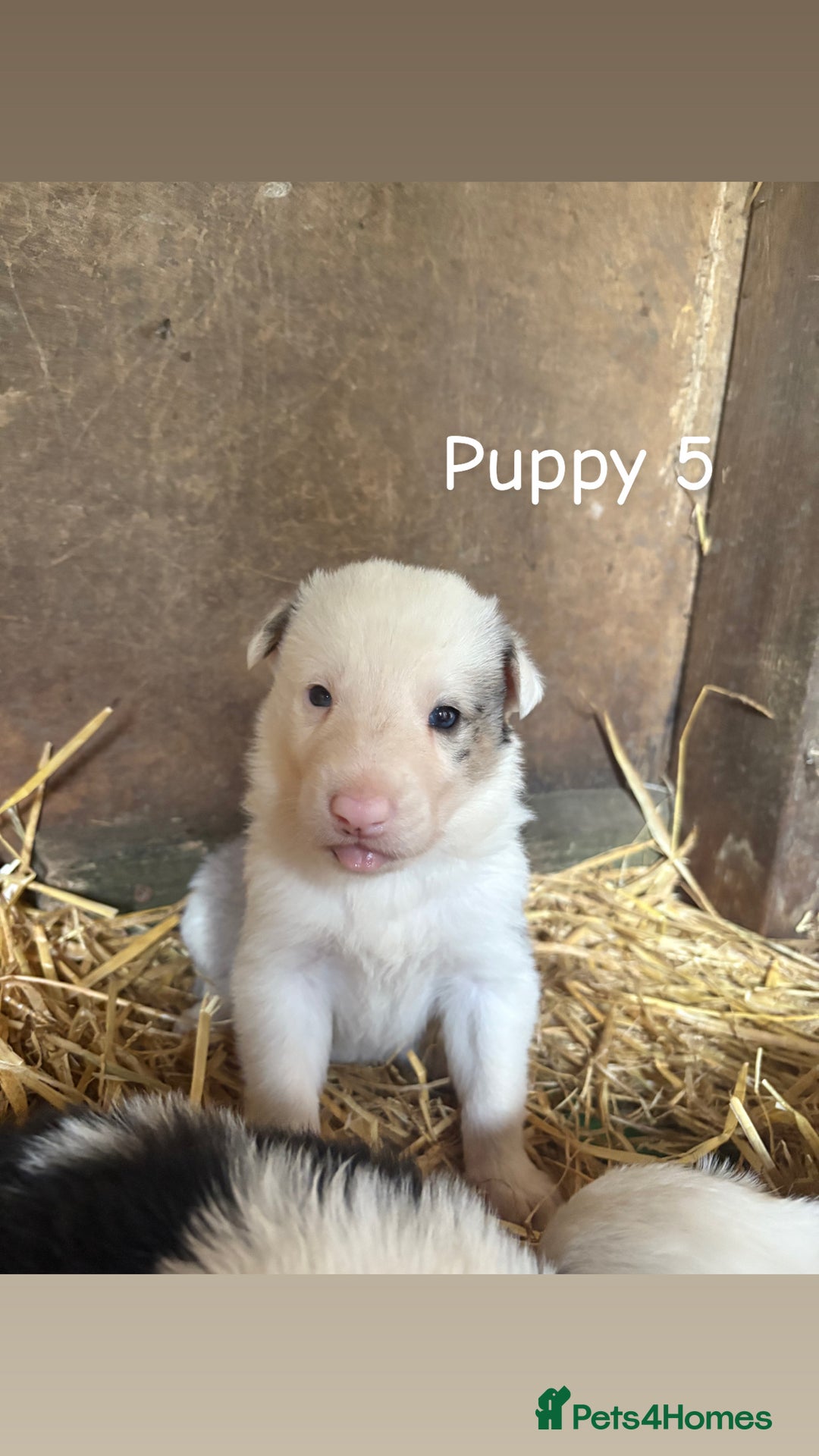 Border Collie dogs for sale: Blue Merle/ black and white border collie puppies - Image 10