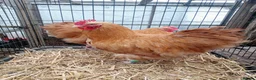 Chickens poultry for sale: Buff Orpington cockerel x2 in Daventry - Advert 2