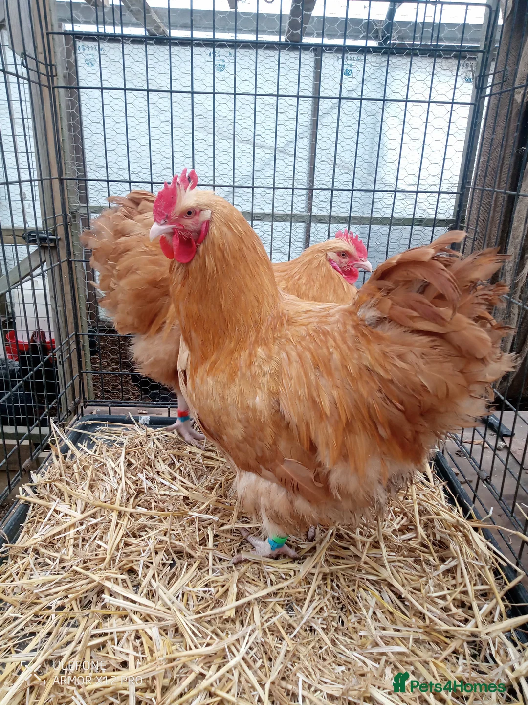 Chickens poultry for sale: Buff Orpington cockerel x2 in Daventry - Advert 2