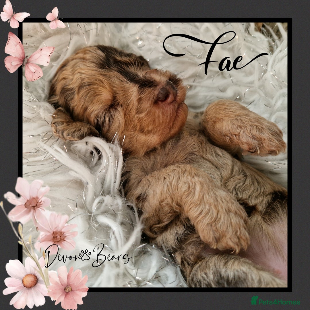 Cockapoo dogs for sale: Chunky health tested stunning English cockerpoos. - Image 7