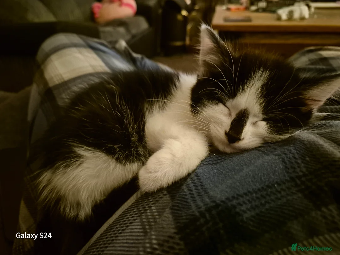 British Shorthair cats for sale: Kittens 😸  - Advert 6