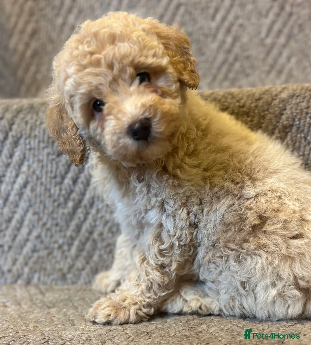 Poochon dogs for sale: Poochon pups 🩷🩵 - Advert 4