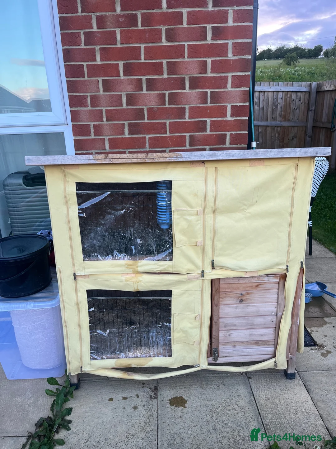 Mini Lop rabbits for sale: Female mini lops with hutch and run  in York - Advert 2