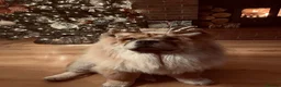 Chow Chow dogs for sale: EXPECTED PUPPIES in Newtownards - Advert 8