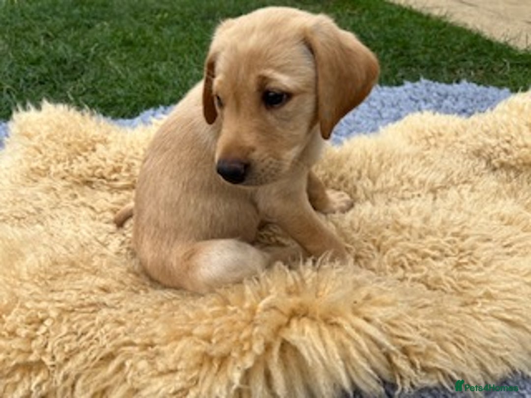 Labrador Retriever dogs for sale: 11 Exceptional Labrador Puppies - Image 16