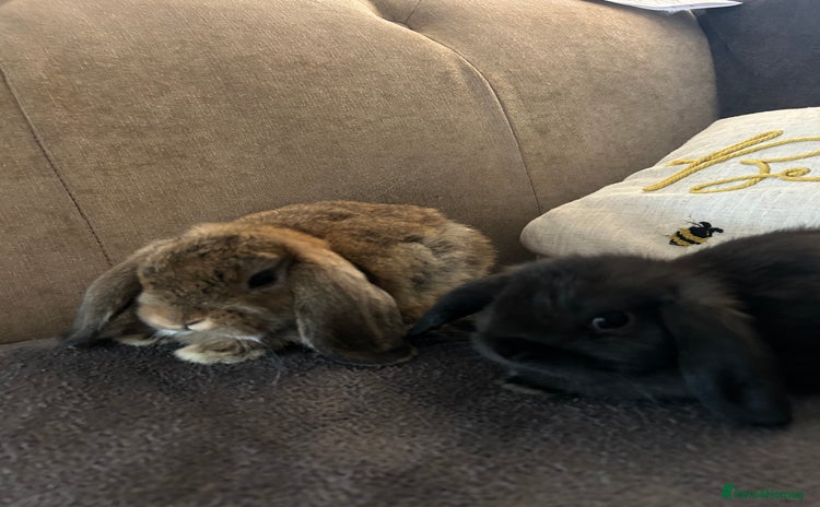 Mini Lop rabbits - Advert 13