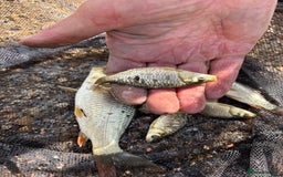 Pond Fish fish for sale: Live fish for sale. Common and mirror carp mix 30 - Image 3