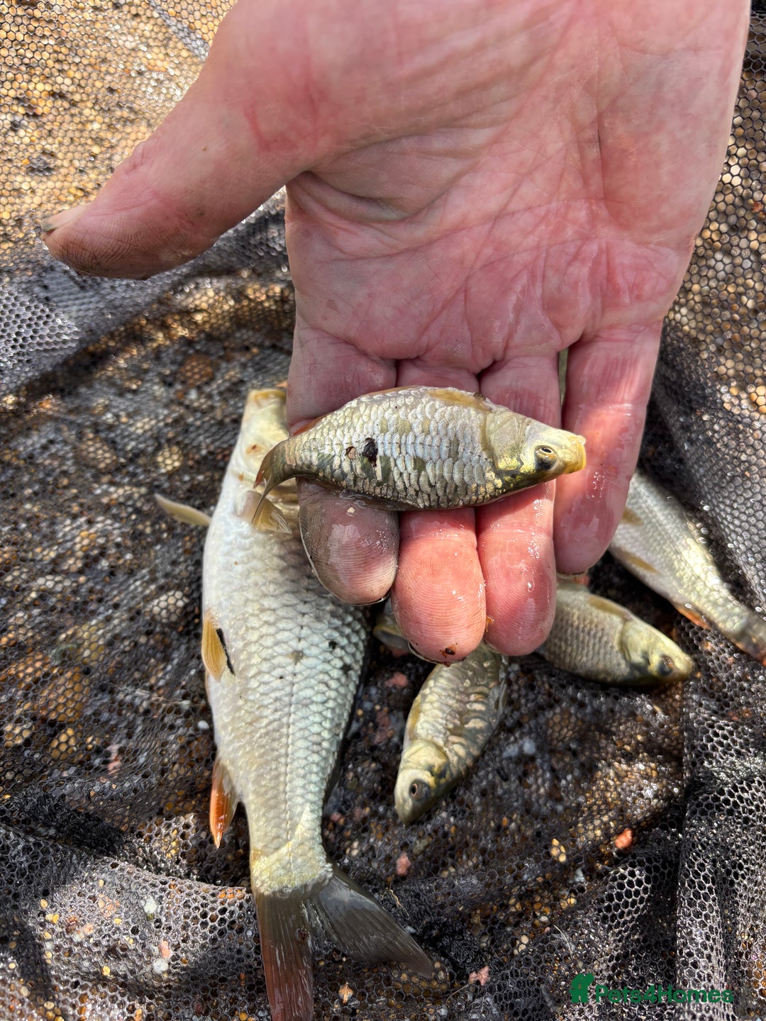 Pond Fish fish for sale: Live fish for sale. Common and mirror carp mix 30 - Image 3