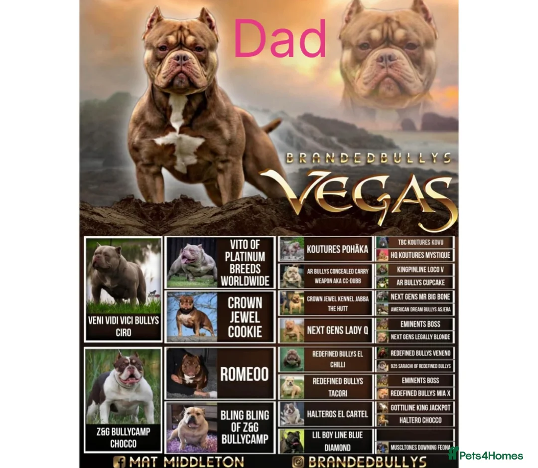 Mixed Breed dogs for sale: 4 girl pocket bully’s ready to go  - Advert 14