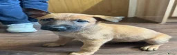 Mixed Breed dogs for sale: Belgian Malinois X Dutch Herder puppies.  - Advert 16