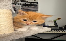 Mixed Breed cats for sale: Gorgeous Fluffy Ginger Kittens  - Image 2