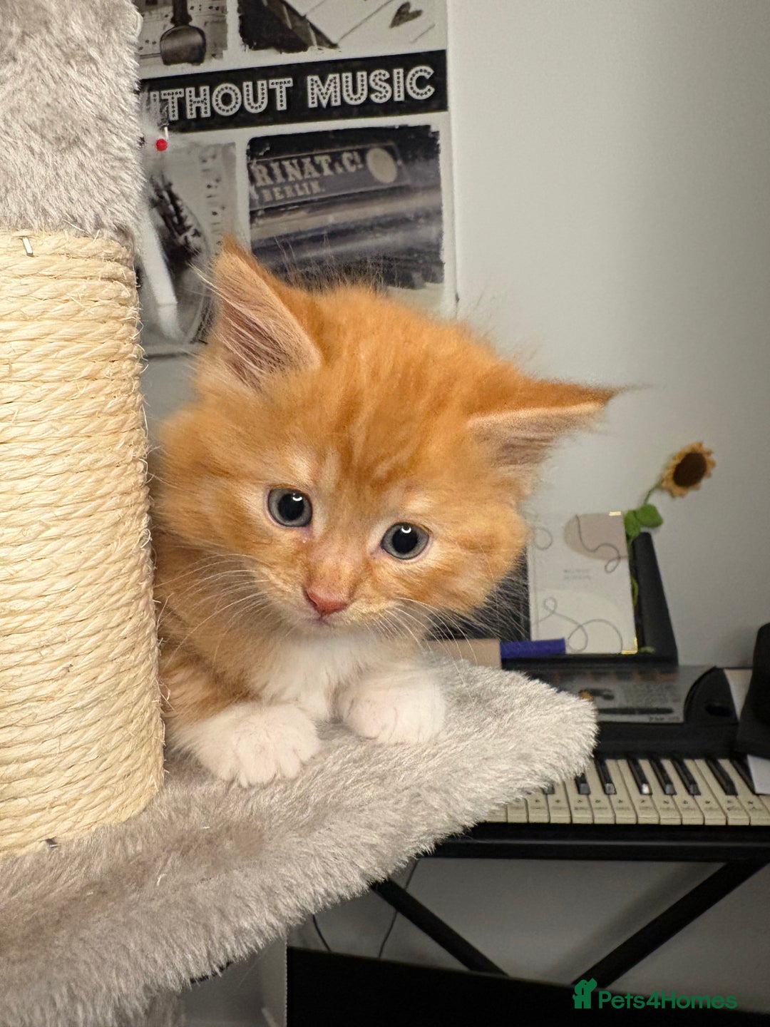 Mixed Breed cats for sale: Gorgeous Fluffy Ginger Kittens  - Image 2