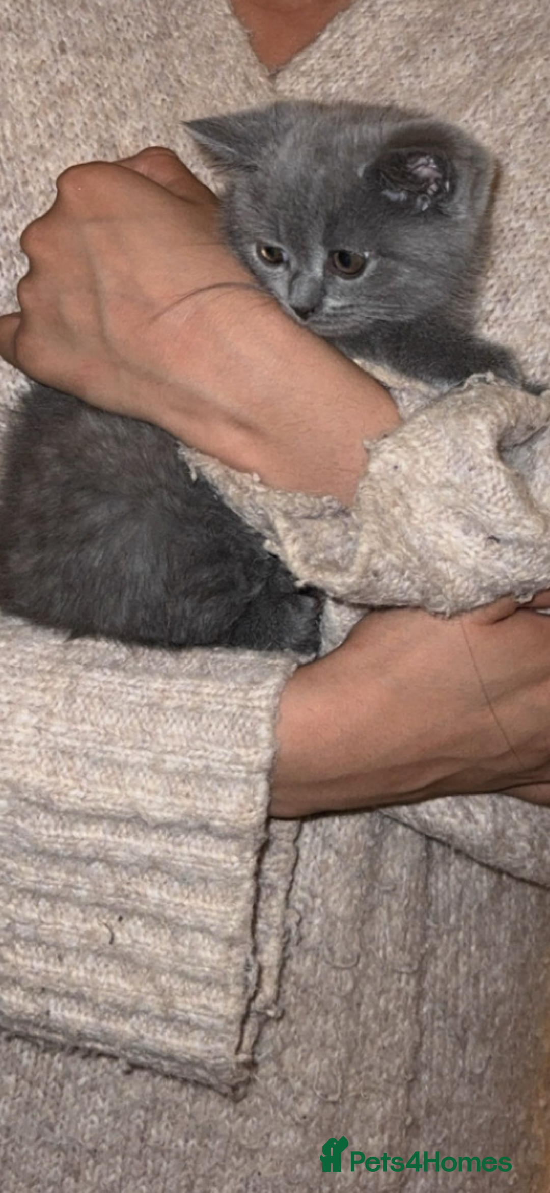 Scottish Fold cats for sale: Male kitten Scottish fold 9 weeks old - Image 2